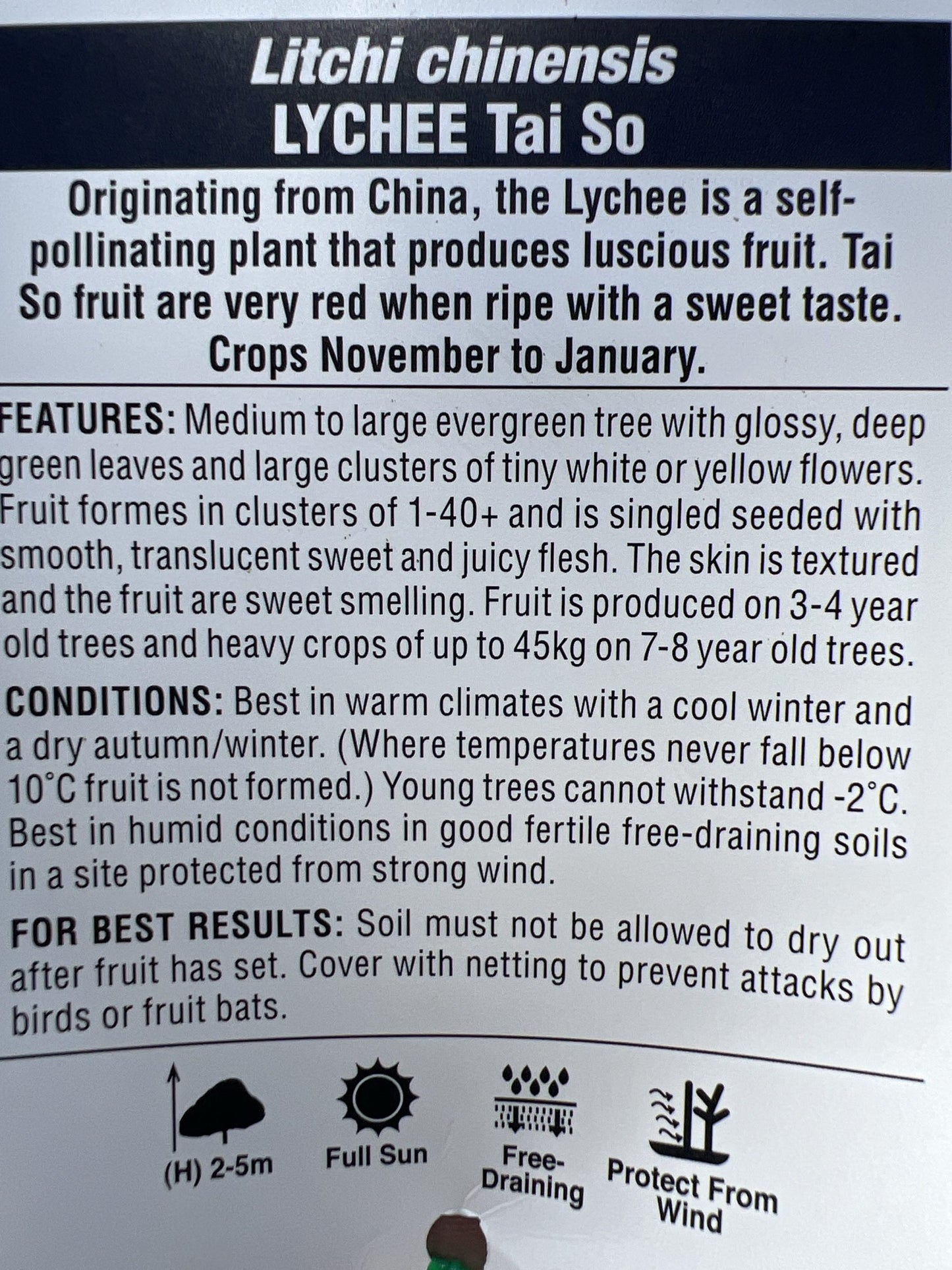 Lychee Tai So- Semi Dwarf 250mm (PICK UP ONLY)