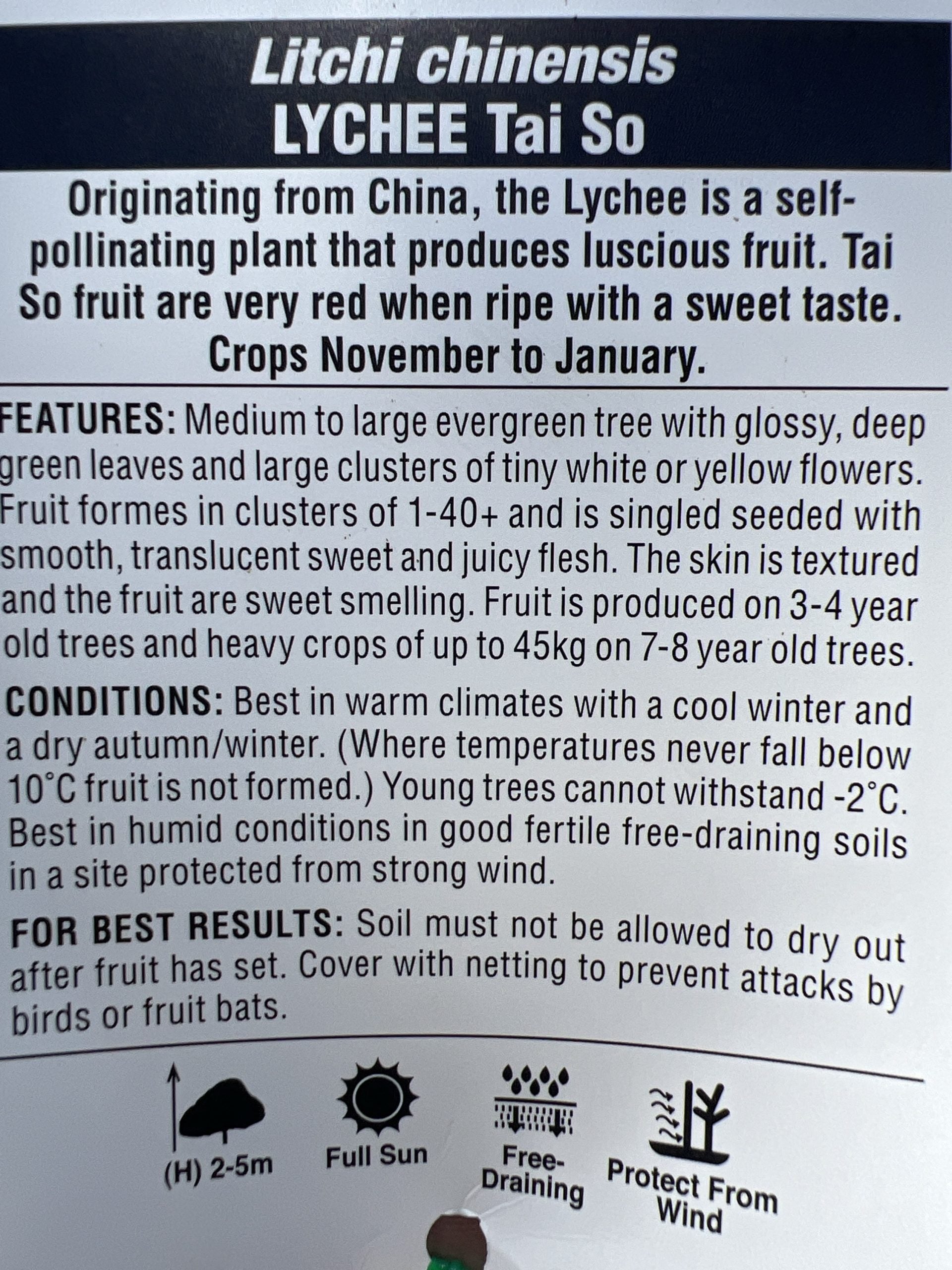 Lychee Tai So- Semi Dwarf 250mm (PICK UP ONLY)