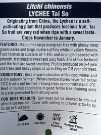 Lychee 'Tai So' 250mm (PICK UP ONLY) - Ladybird Nursery