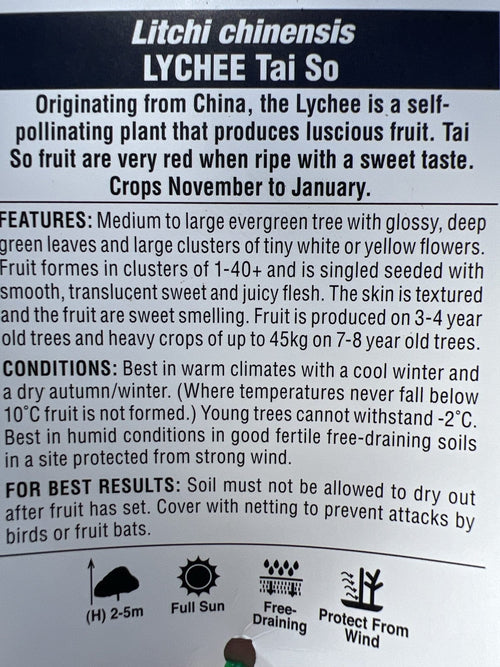 Lychee 'Tai So' 250mm (PICK UP ONLY) - Ladybird Nursery