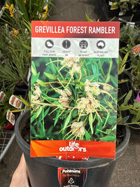 Grevillea 'Forest Rambler' groundcover - Ladybird Nursery