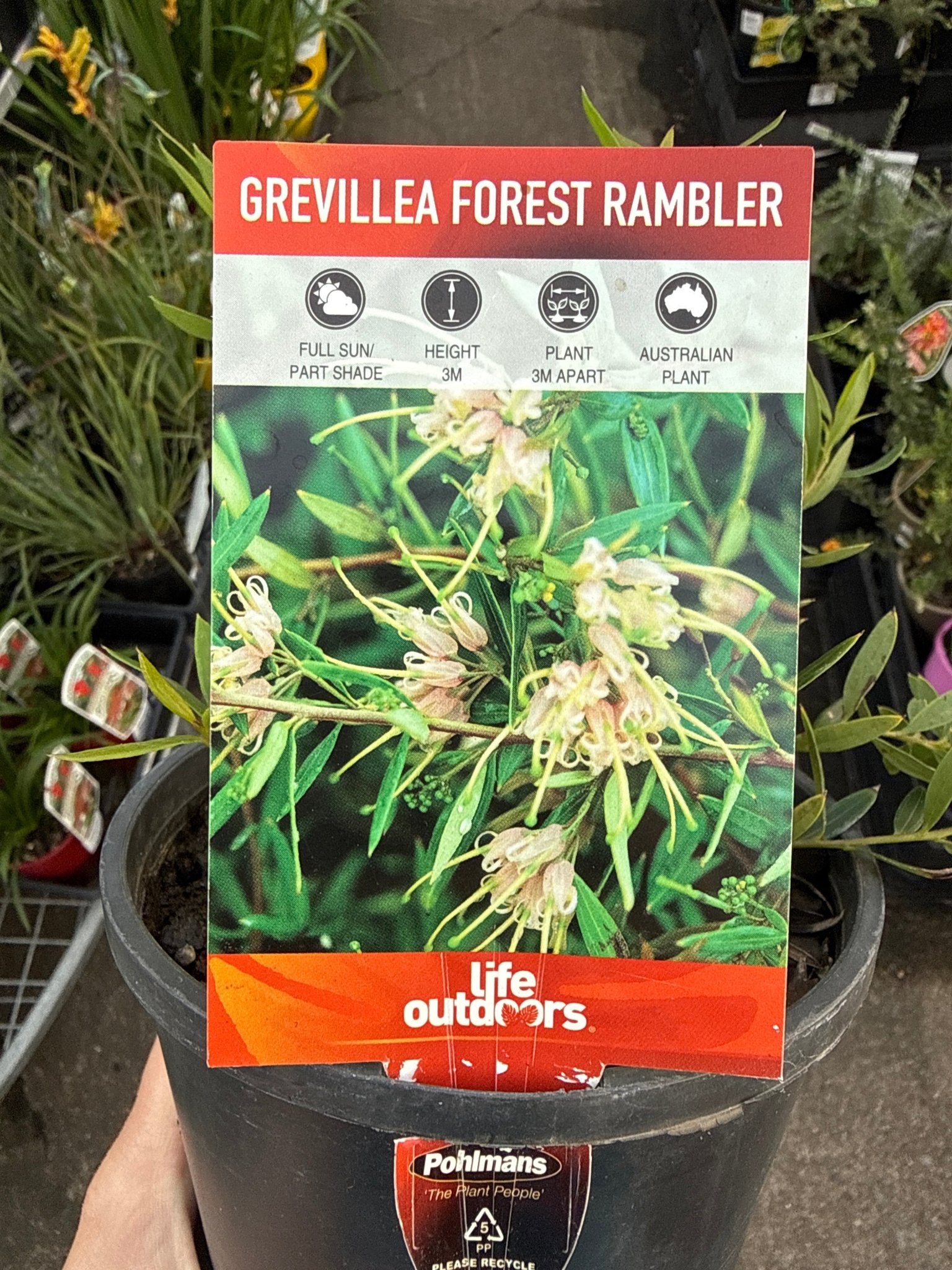 Grevillea 'Forest Rambler' groundcover - Ladybird Nursery