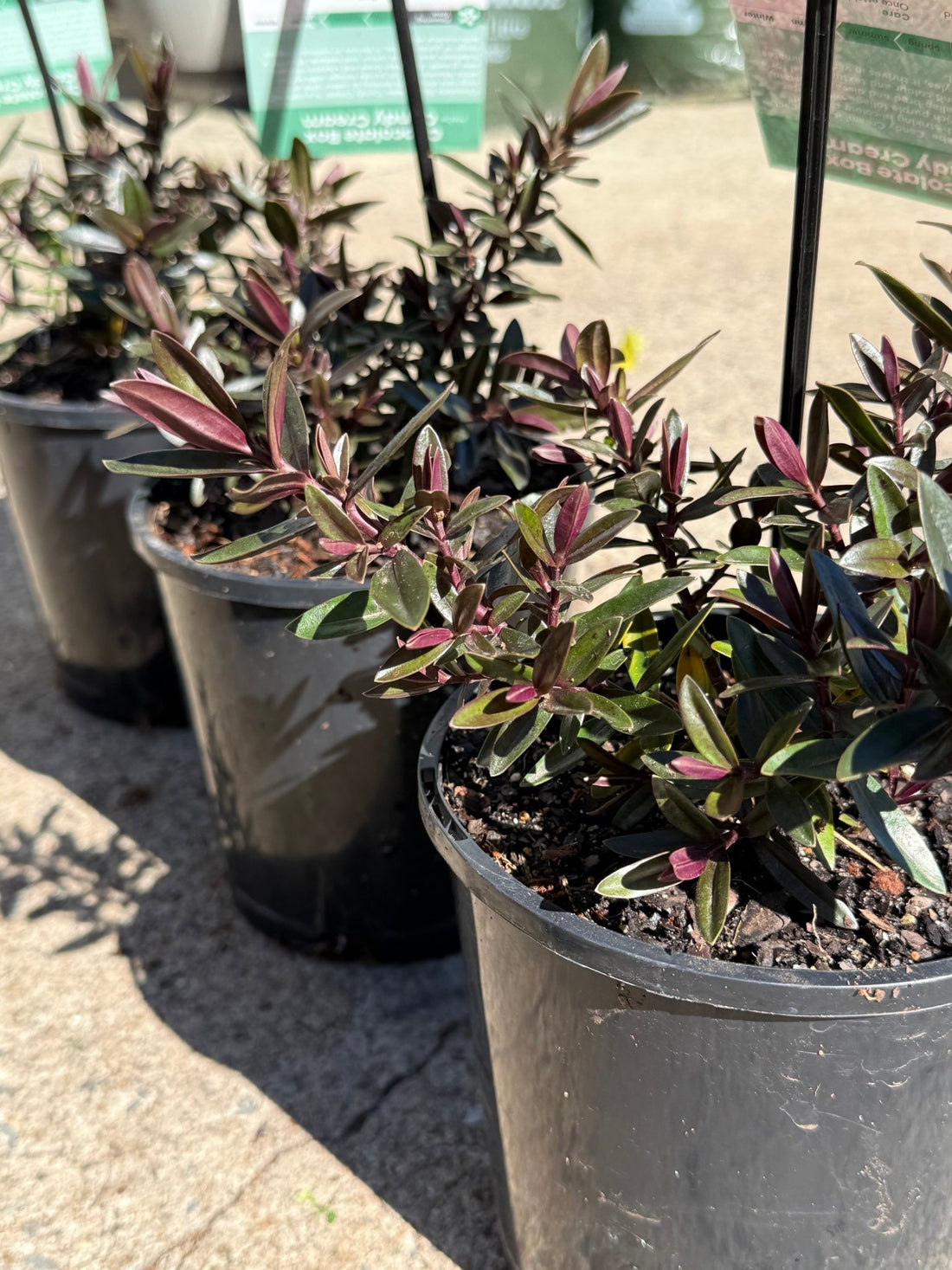 Hebe Chocolate Box 'Candy Cream' - Ladybird Nursery