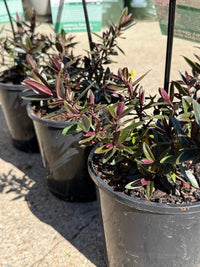 Hebe Chocolate Box 'Candy Cream' - Ladybird Nursery
