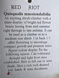 Quisqualis ""Red Riot"" - Ladybird Nursery