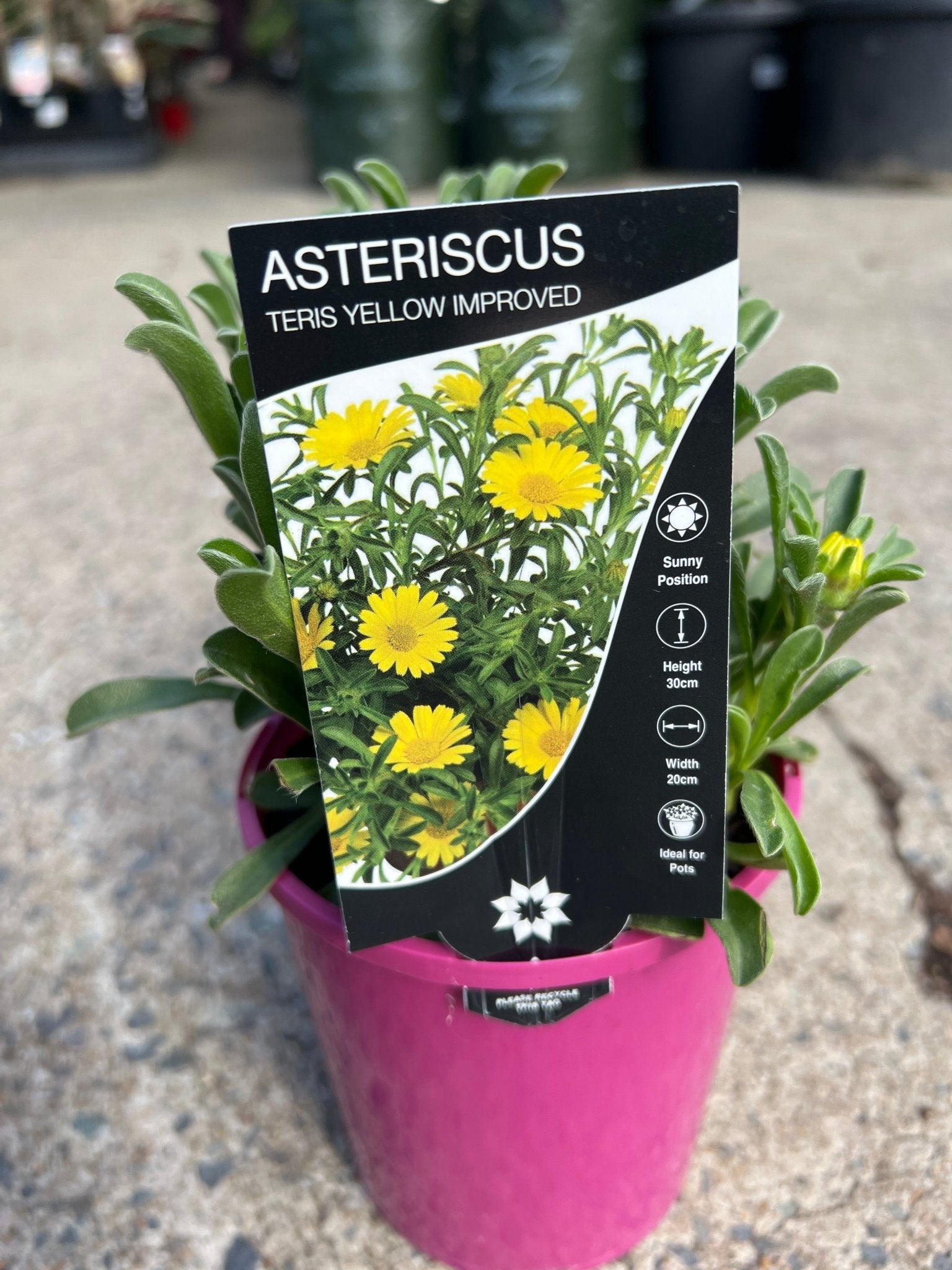 Asteriscus maritimus 'Teris Yellow Improved' - Ladybird Nursery