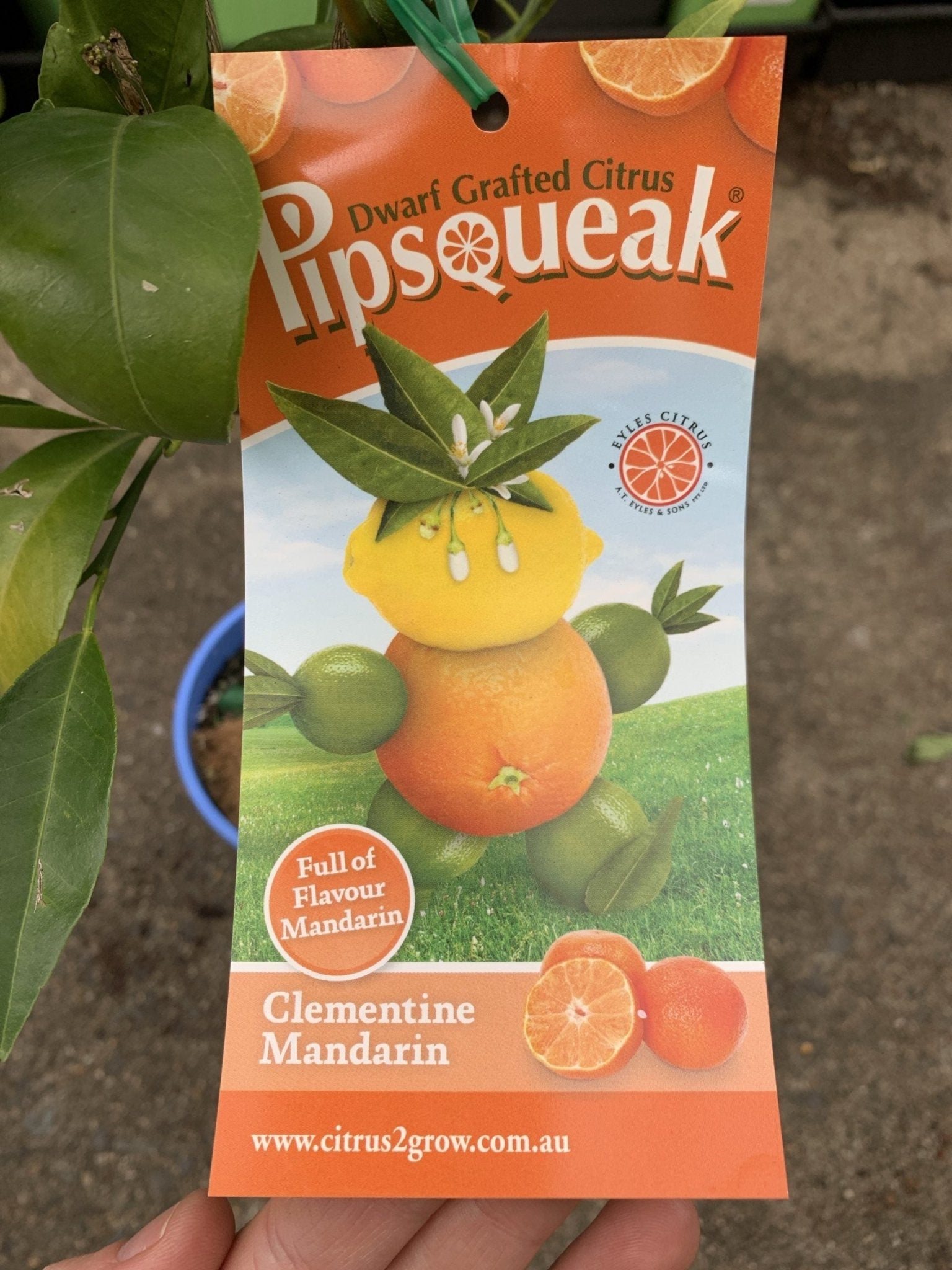 Dwarf Clementine Mandarin (Pipsqueak) - Ladybird Nursery