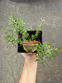 Thyme (Pickup Only) - Ladybird Nursery