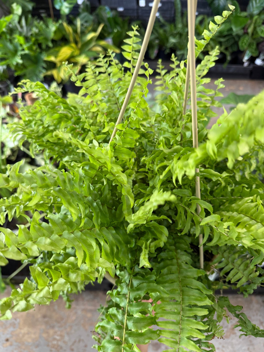 Fern in Hanging Basket (Nephrolepis) - Ladybird Nursery