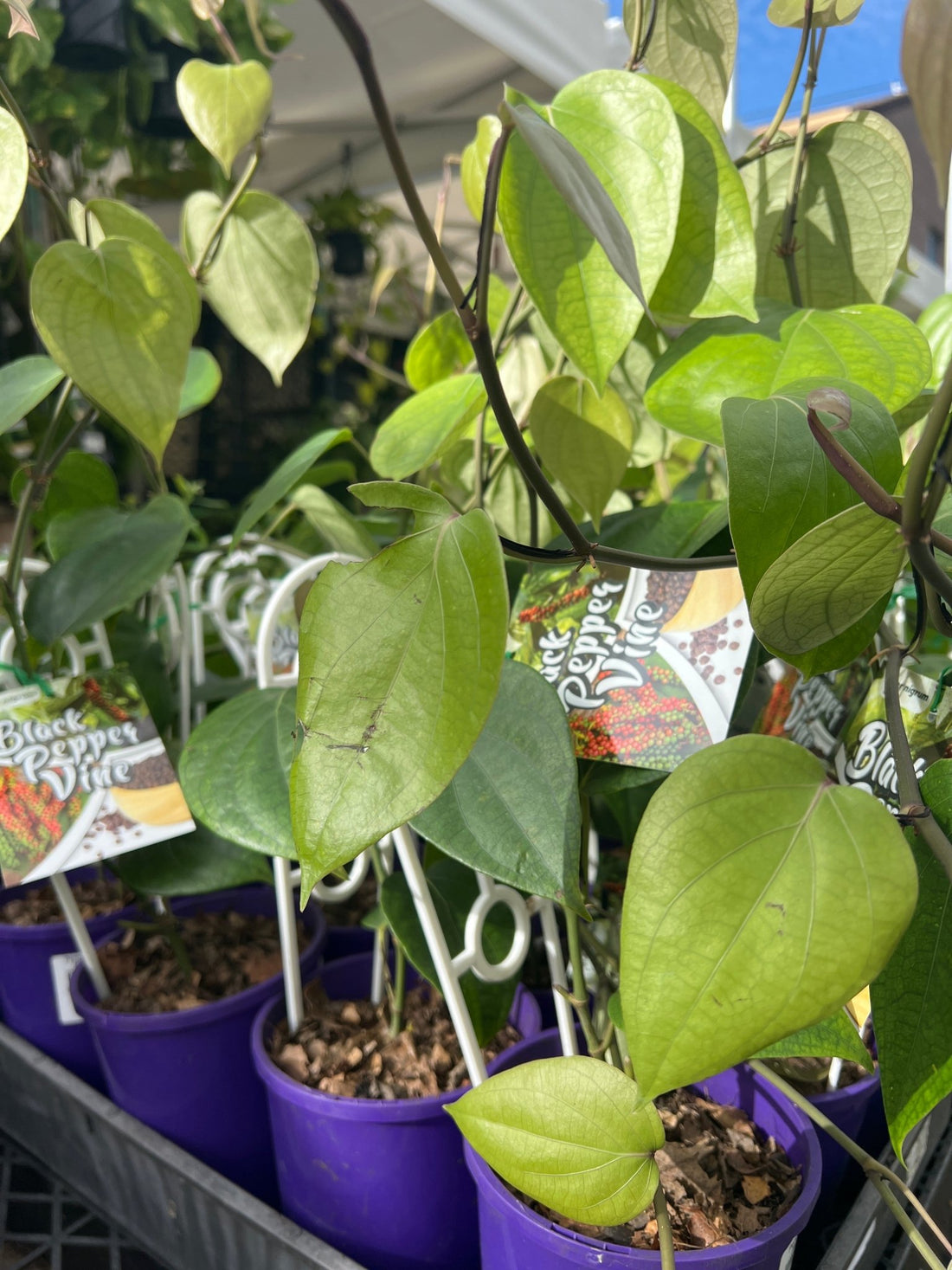 Pepper vine (Black Pepper Spice) - Ladybird Nursery