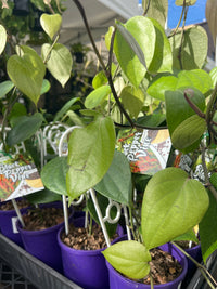 Pepper vine (Black Pepper Spice) - Ladybird Nursery