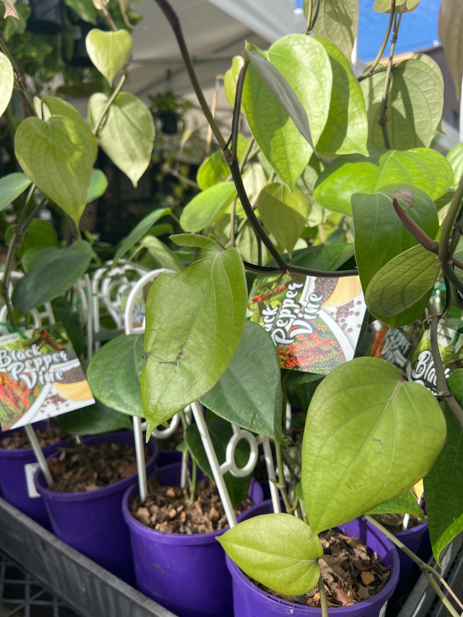 Pepper vine (Black Pepper Spice) - Ladybird Nursery