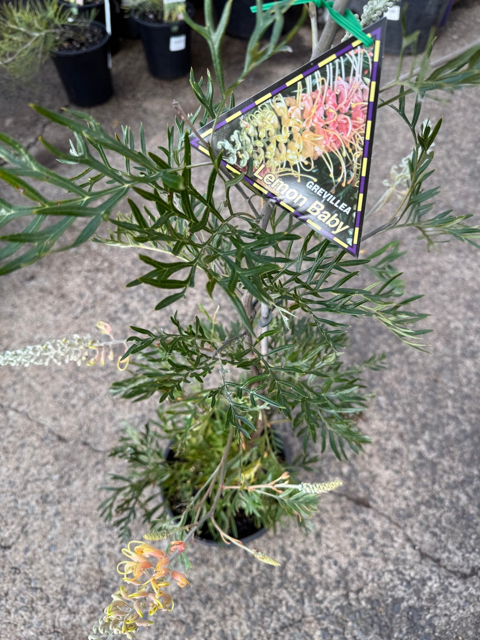 Grevillea ‘Lemon Baby’ - Large - Ladybird Nursery