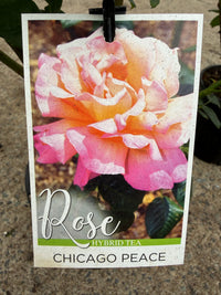 Rose 'Chicago Peace'