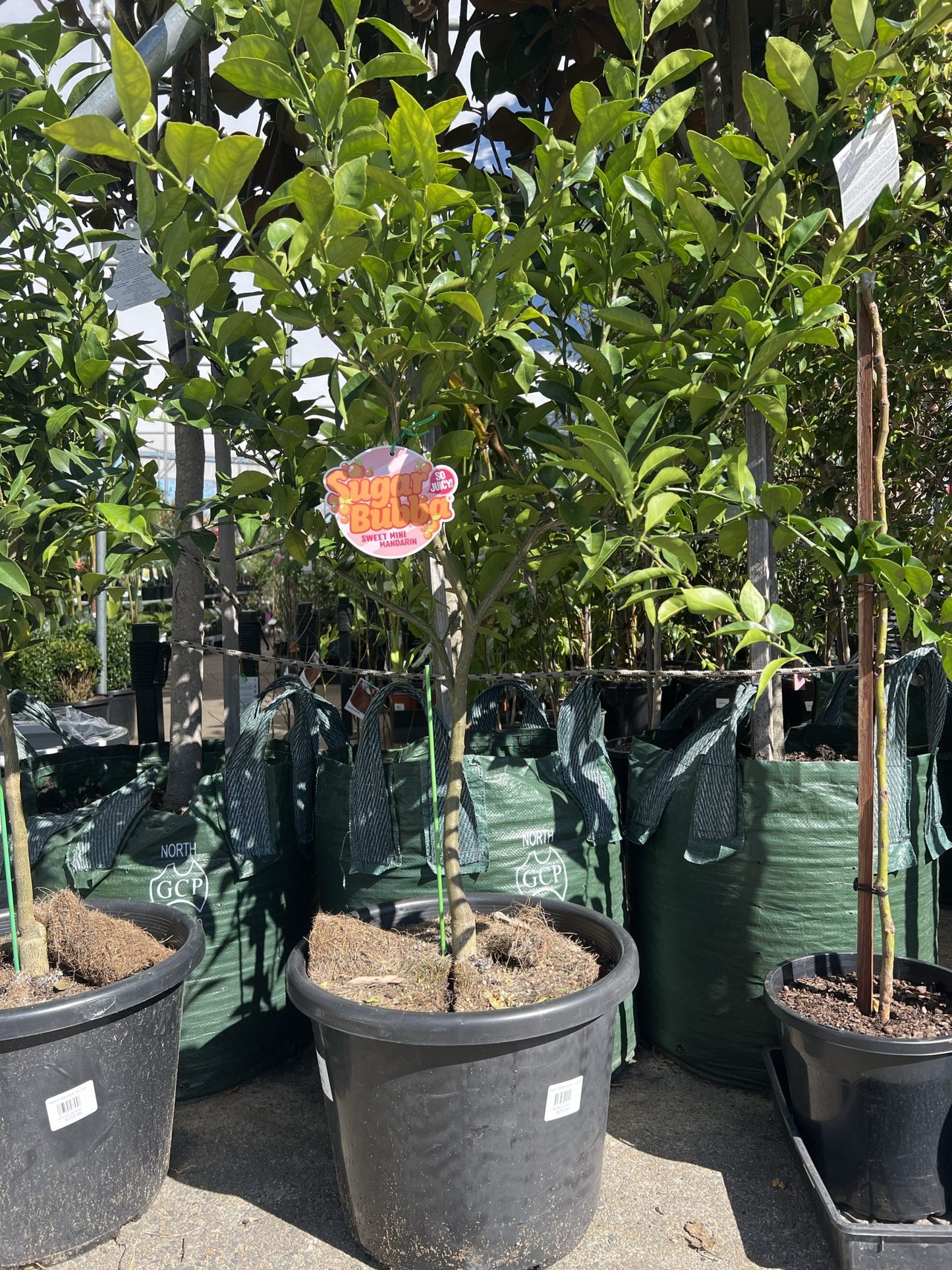 Advanced Dwarf Sugar Bubba Mandarin 400mm (PICK UP ONLY)