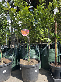 Advanced Dwarf Sugar Bubba Mandarin 400mm (PICK UP ONLY)