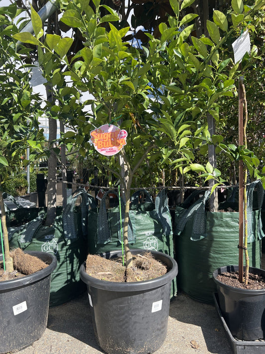 Advanced Dwarf Sugar Bubba Mandarin 400mm (PICK UP ONLY)