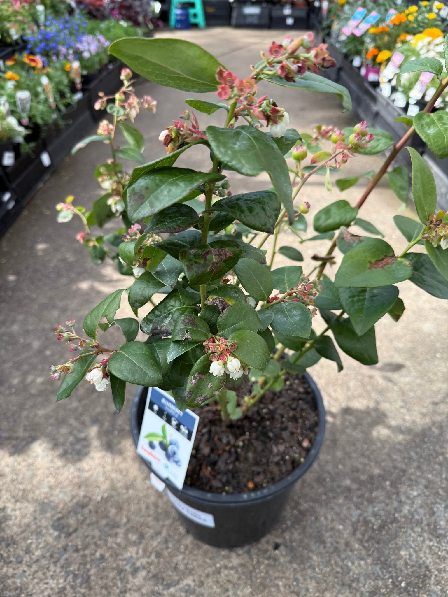 Blueberry 'Sharpe Blue' - Large - Ladybird Nursery