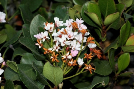 Rhaphiolepis Little Bliss