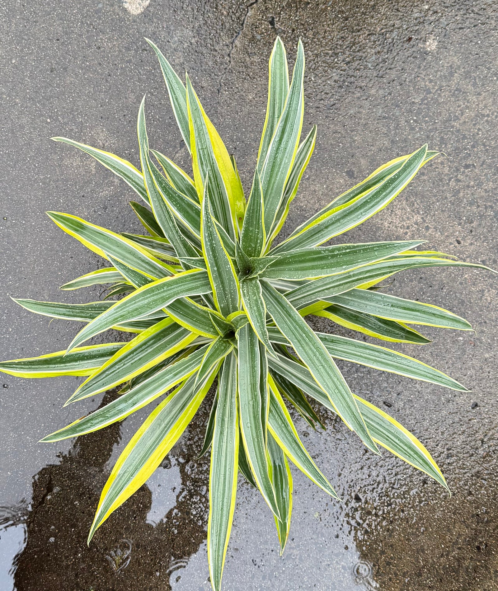 Dracaena 'Lemon Lime' Large