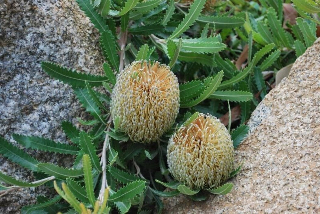 Pygmy Possum Banksia (Banksia serrata)