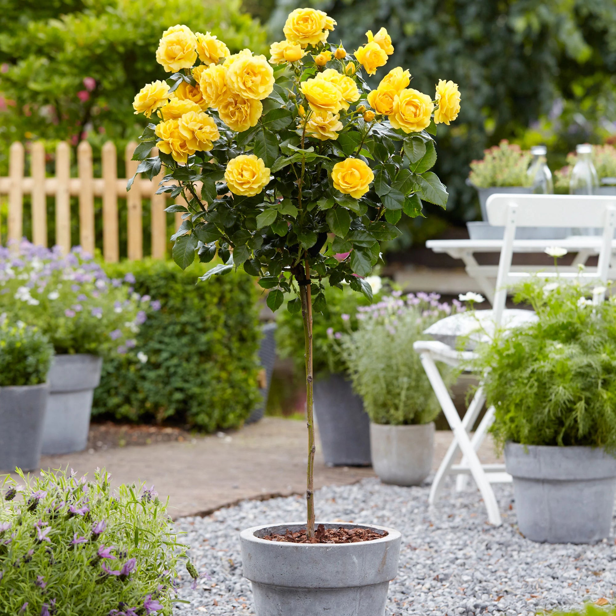Rose Friesia 3 ft Standards (Rosa) - Ladybird Nursery