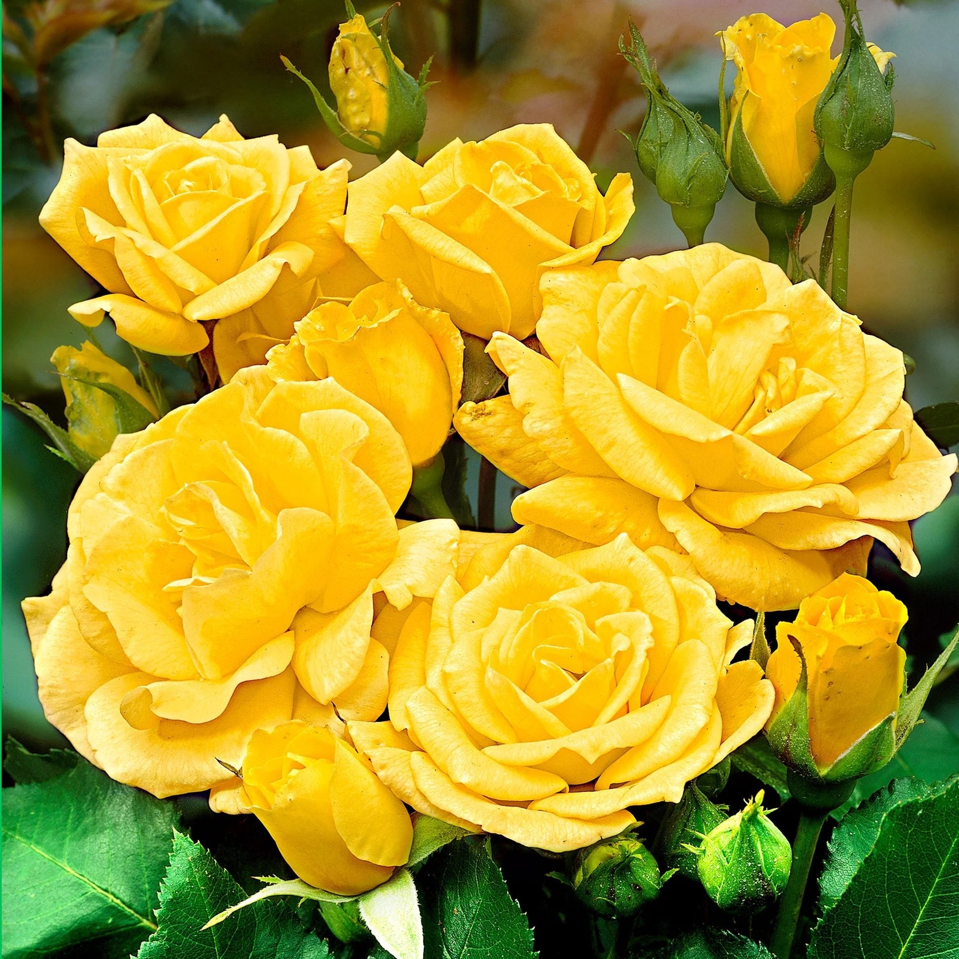 Rose Friesia 3 ft Standards (Rosa) - Ladybird Nursery