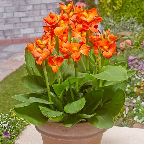 Canna generalis Dwarf (Canna x.) - Ladybird Nursery