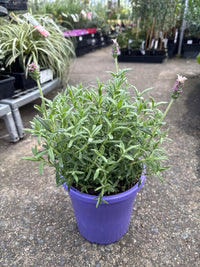 Lavender 'Sensation Pink' - Large - Ladybird Nursery