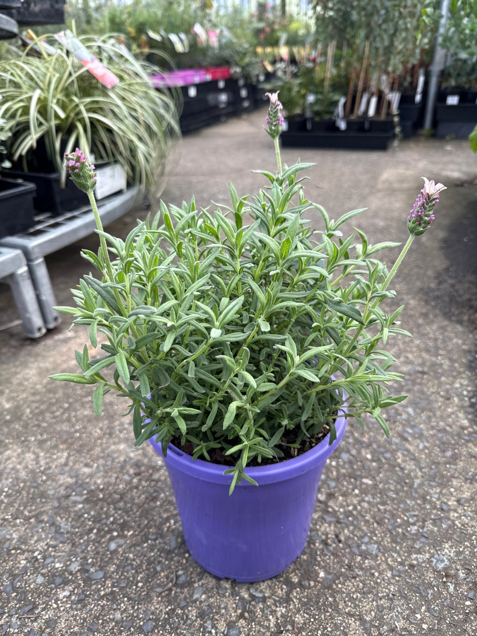 Lavender 'Sensation Pink' - Large - Ladybird Nursery