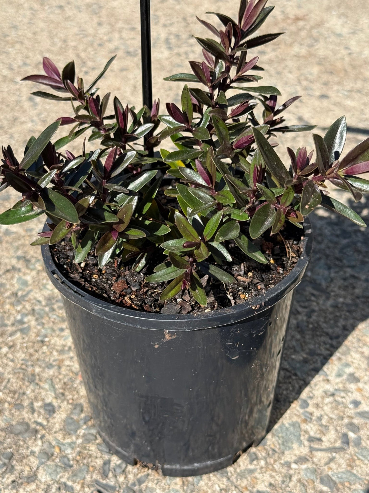 Hebe Chocolate Box 'Candy Cream' - Ladybird Nursery