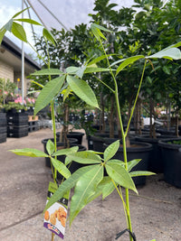 Money Tree (Pachira aquatica) - Ladybird Nursery