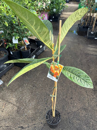 Loquat Springtime Seedling - Ladybird Nursery