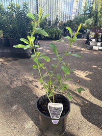 Plumbago ‘Blue' - Ladybird Nursery