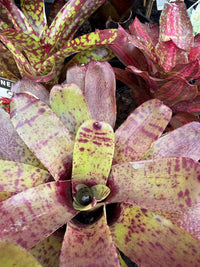 Bromeliad (Neoregelia Mixed) - Ladybird Nursery