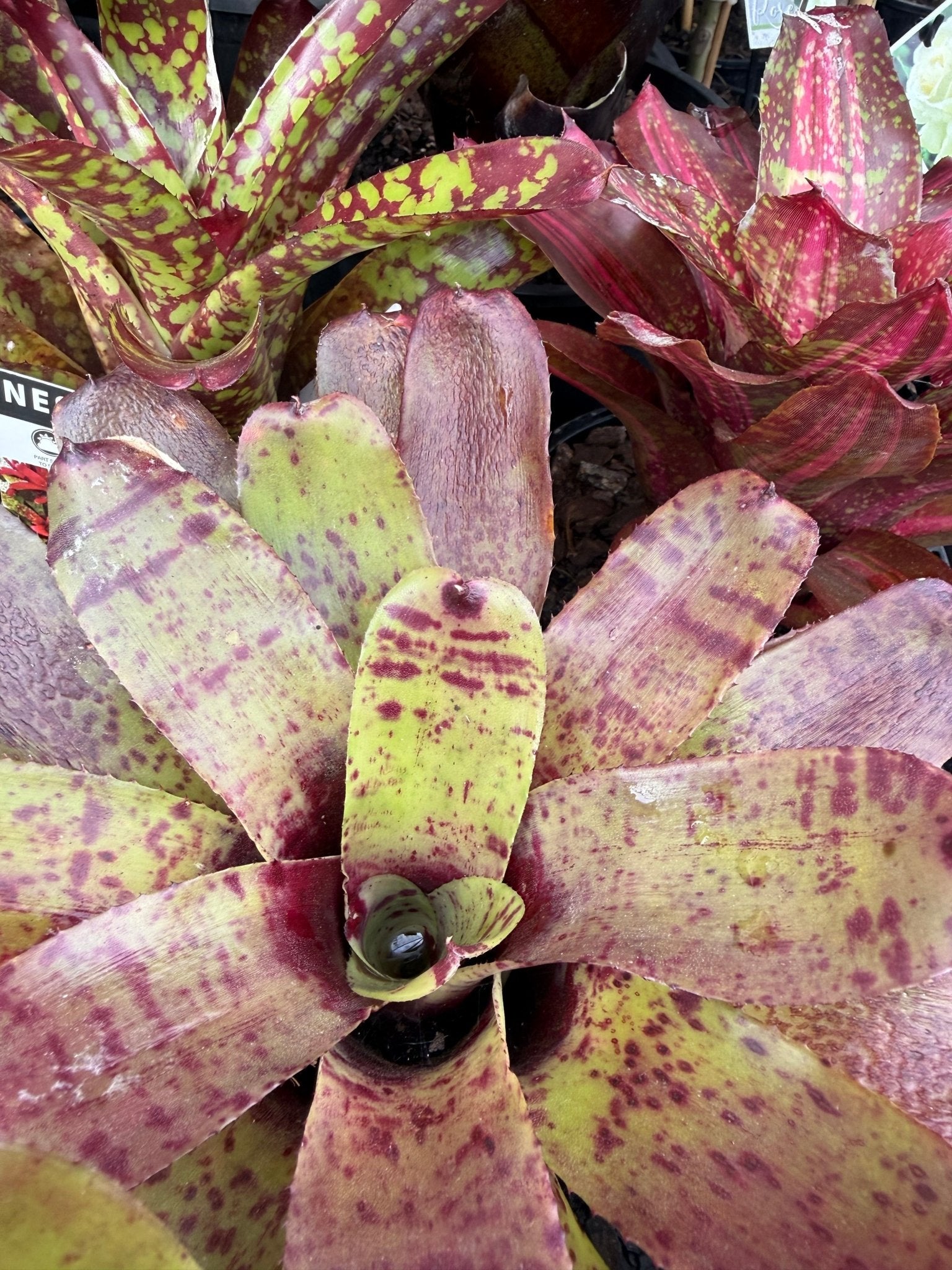 Bromeliad (Neoregelia Mixed) - Ladybird Nursery
