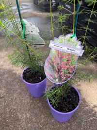Boronia 'Mirabelle' - Ladybird Nursery