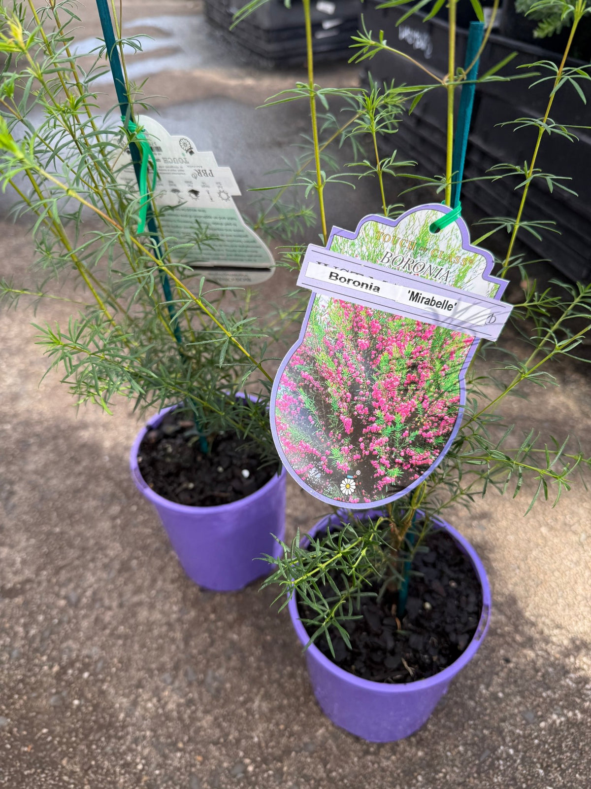 Boronia 'Mirabelle' - Ladybird Nursery