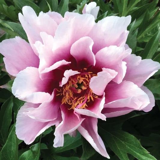 Itoh Peony Cora Louise (Paeonia)