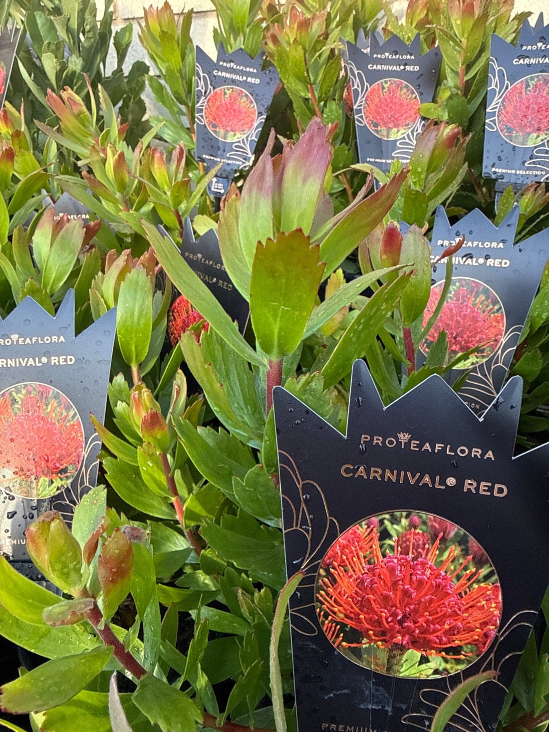Leucospermum 'Carnival Red' - Ladybird Nursery