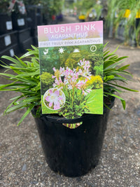 Agapanthus 'Blush Pink' - Ladybird Nursery