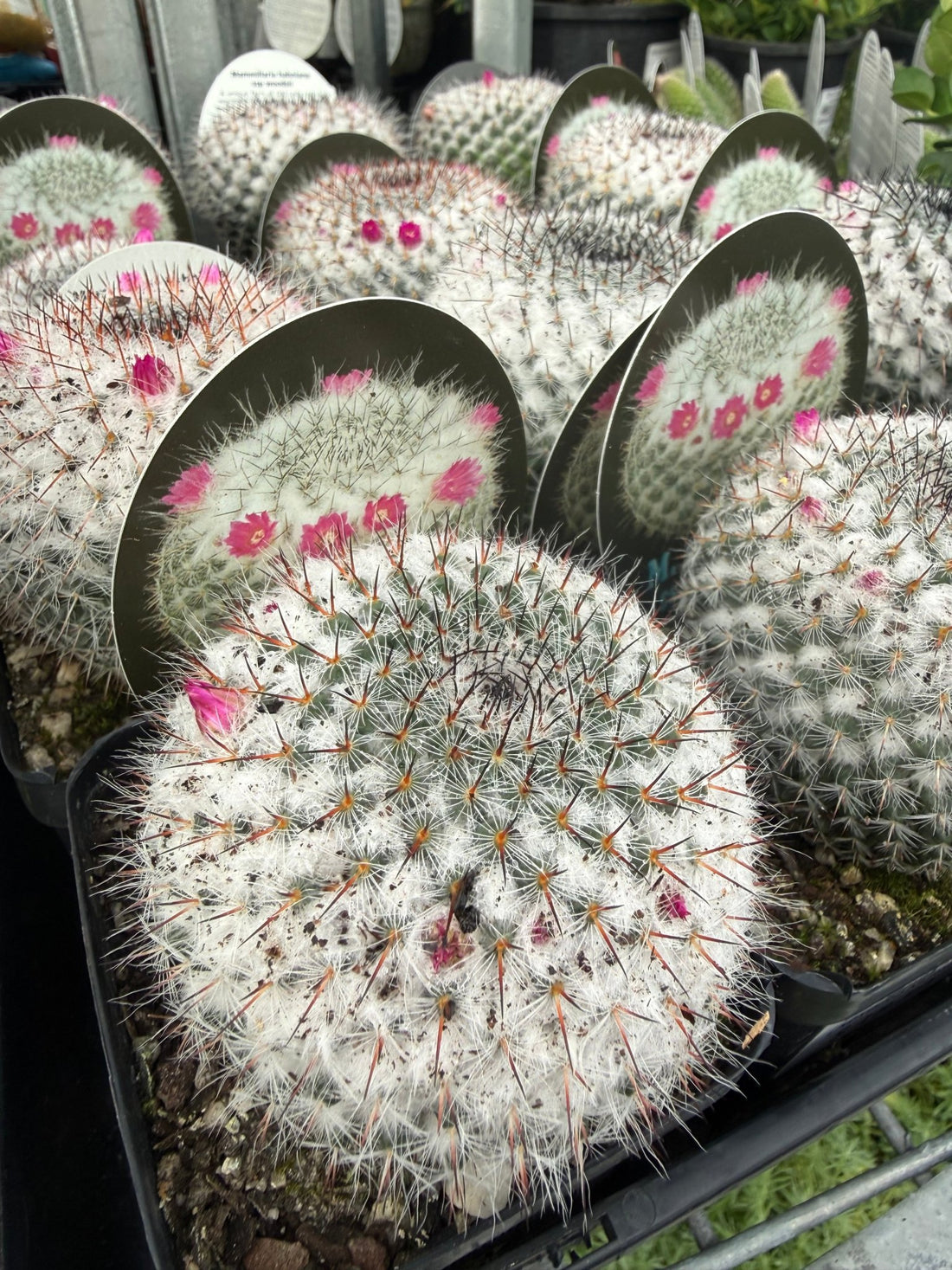 Old Lady Cactus (Mammillaria hahniana ssp. woodsii) - Ladybird Nursery