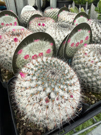 Old Lady Cactus (Mammillaria hahniana ssp. woodsii) - Ladybird Nursery