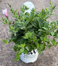 Petunia Supertunia® Vista 'Silverberry' - Ladybird Nursery