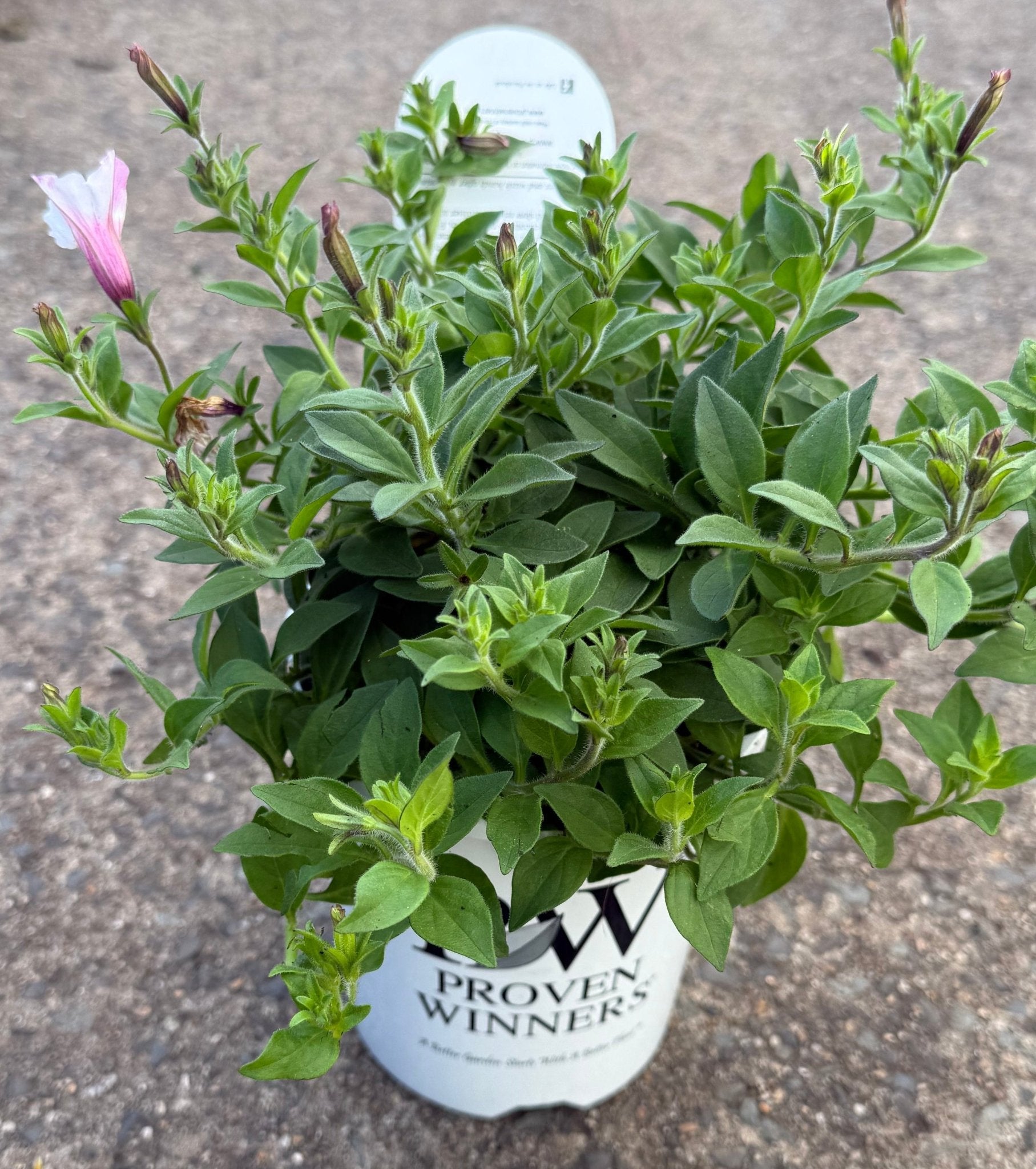 Petunia Supertunia® Vista 'Silverberry' - Ladybird Nursery