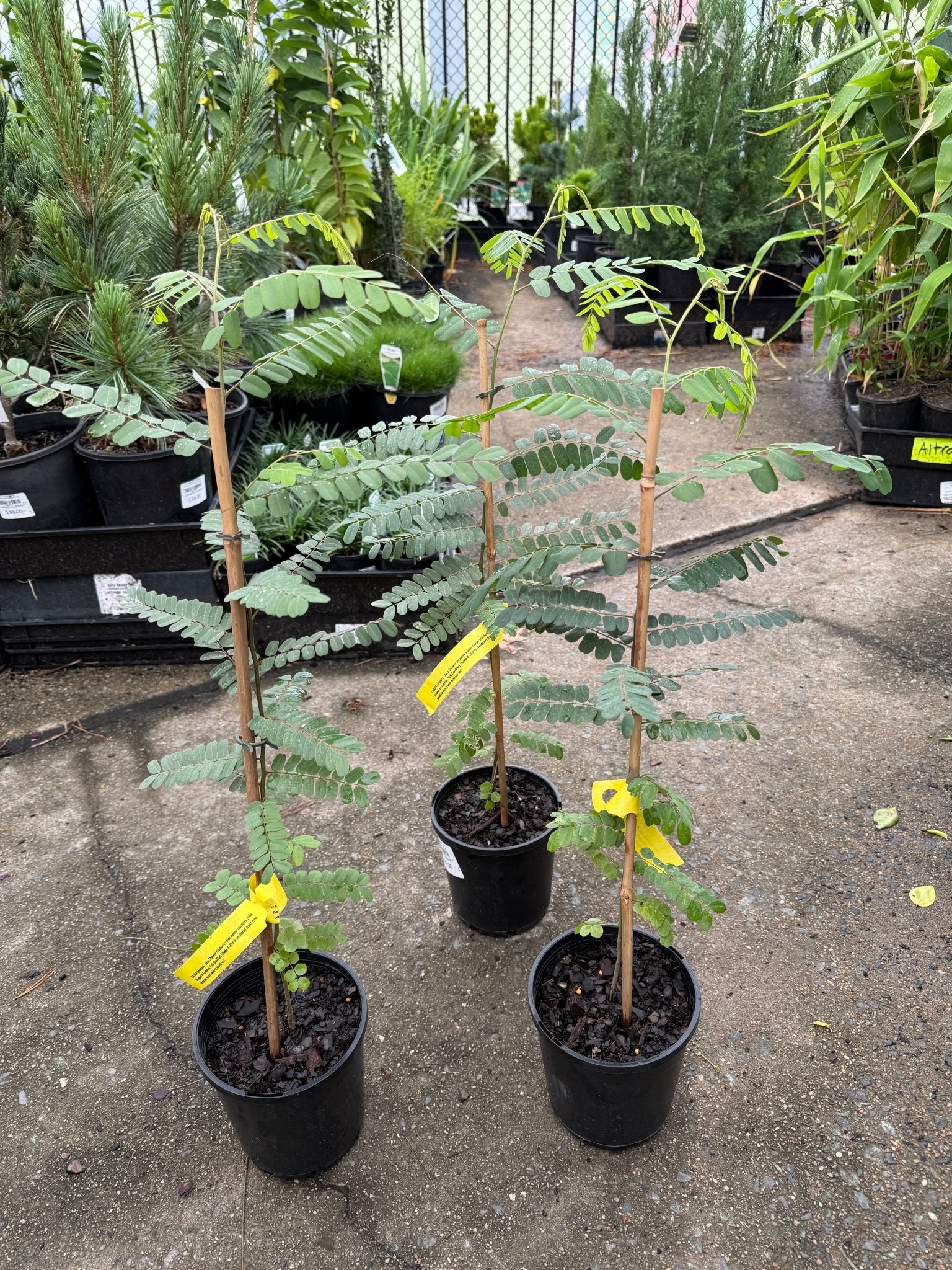 Pink Shower Tree (Cassia javanica) - Ladybird Nursery