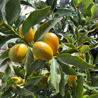 Kumquat 'Nagami' 300mm (PICKUP ONLY) - Ladybird Nursery