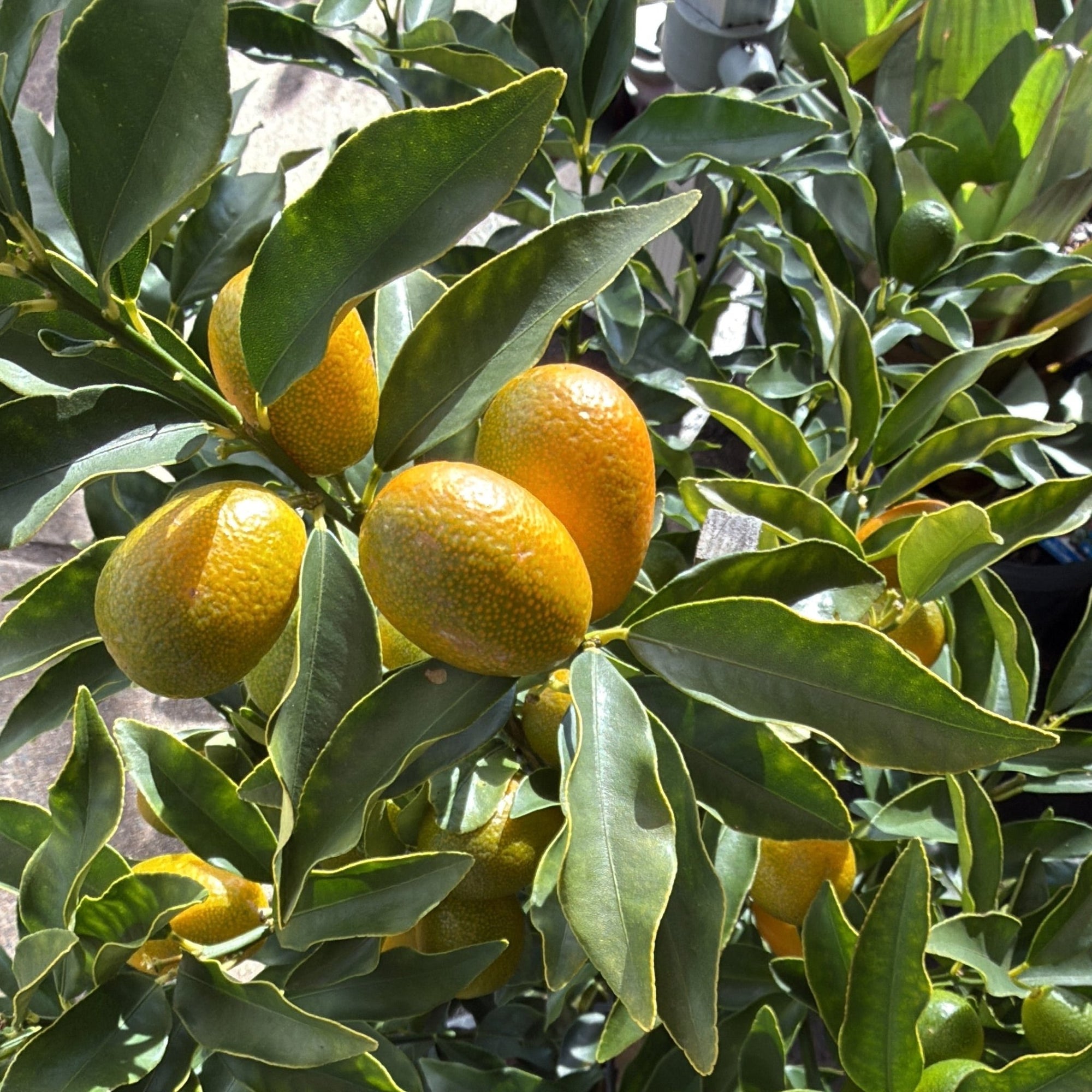 Kumquat 'Nagami' 300mm (PICKUP ONLY) - Ladybird Nursery