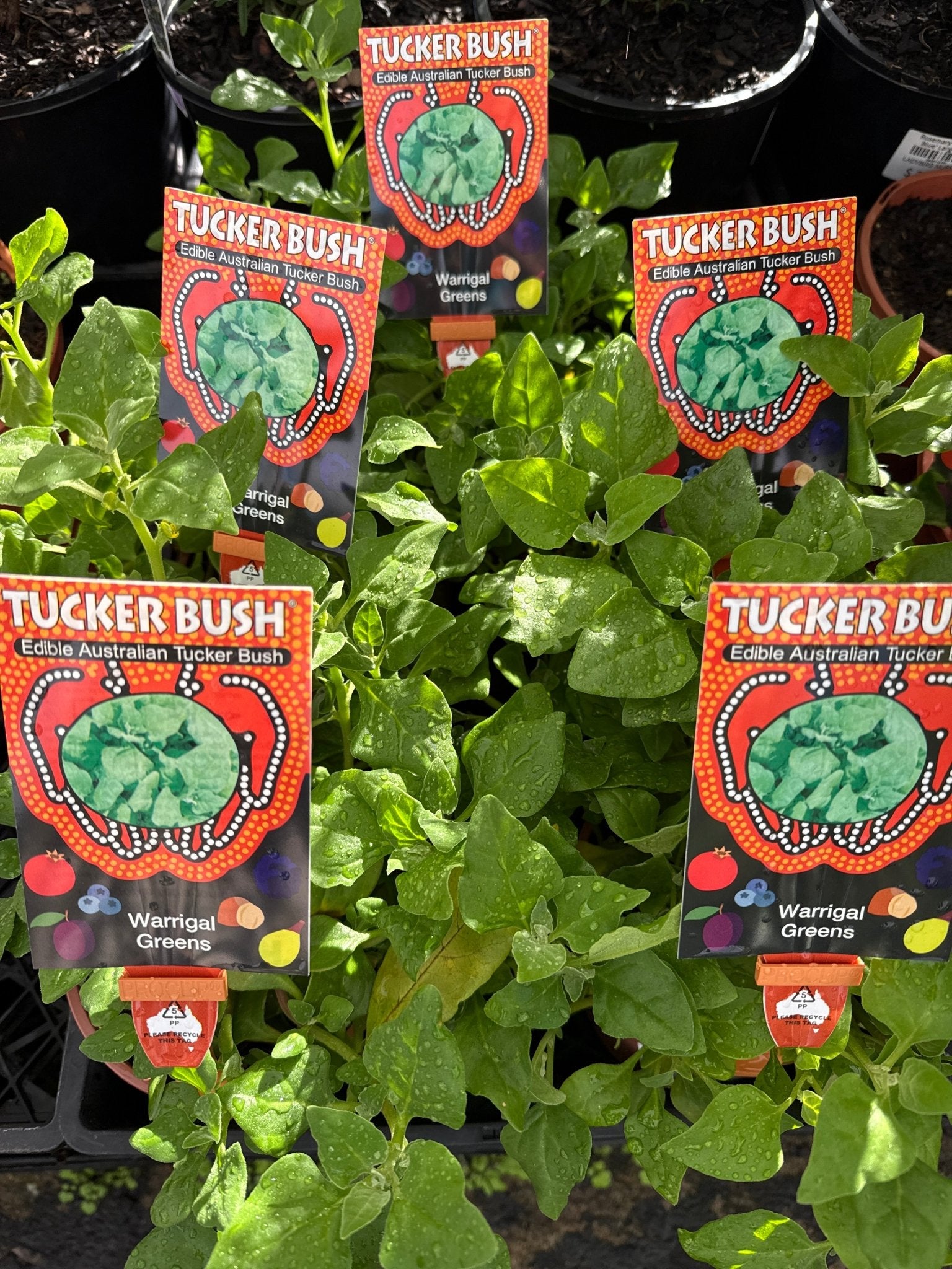 Warrigal Greens - Ladybird Nursery