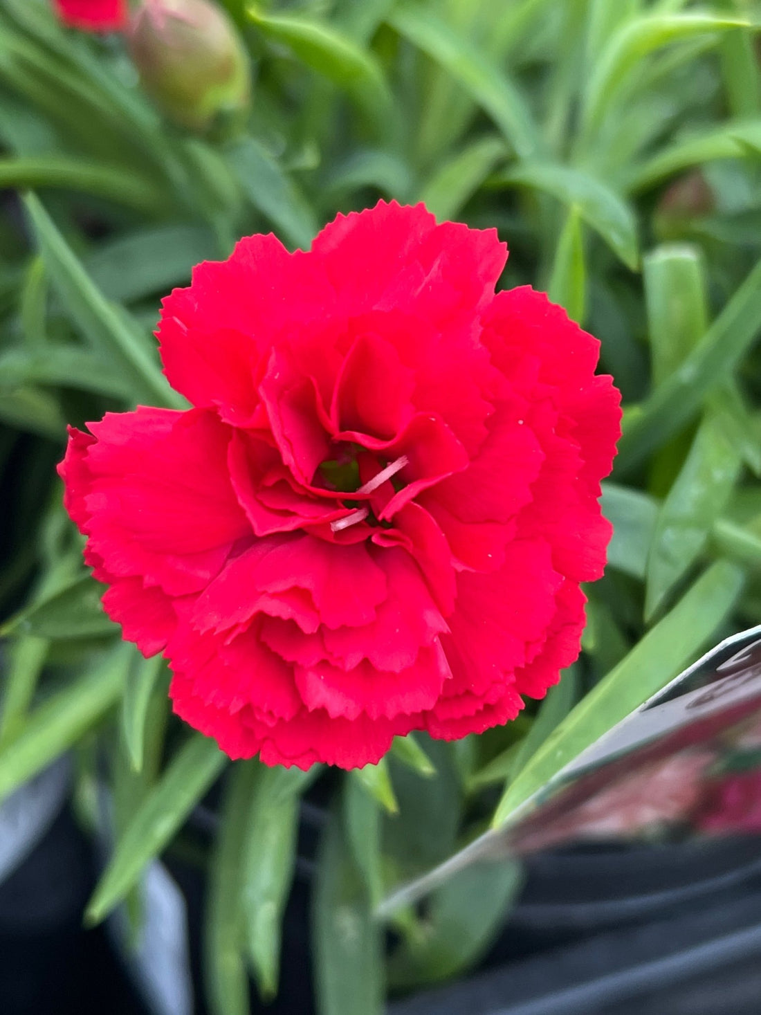 Dwarf Carnation 'Red' - Ladybird Nursery
